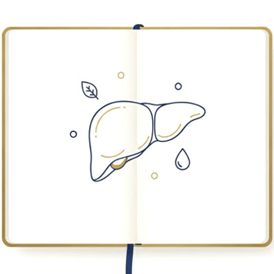 肝臓と栄養を学ぶノートのイラスト